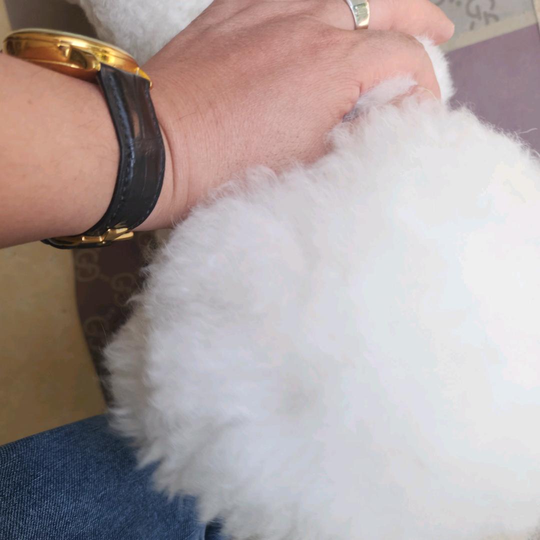 苟粑粑