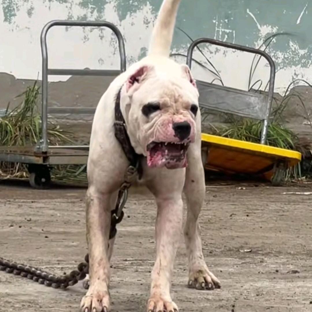 军一号是农村户