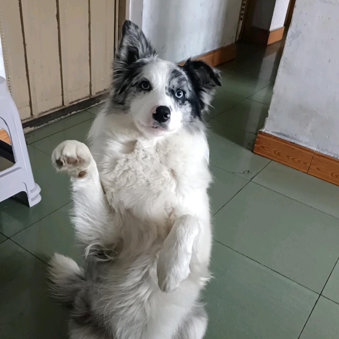 边牧 丹尼