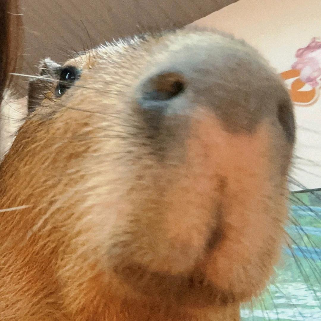 银基动物显眼包（封王极限版）