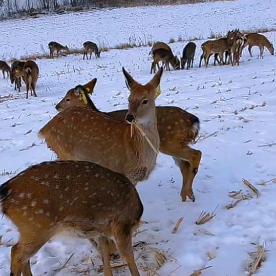 中原鹿业🦌
