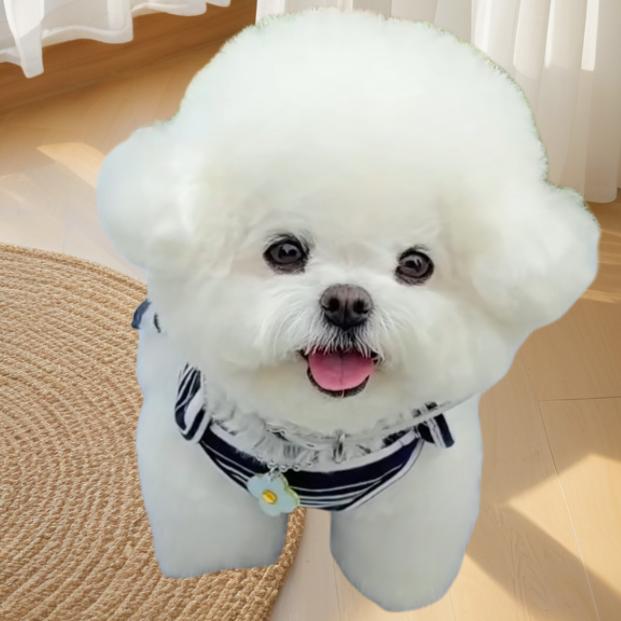 可爱小萌宠