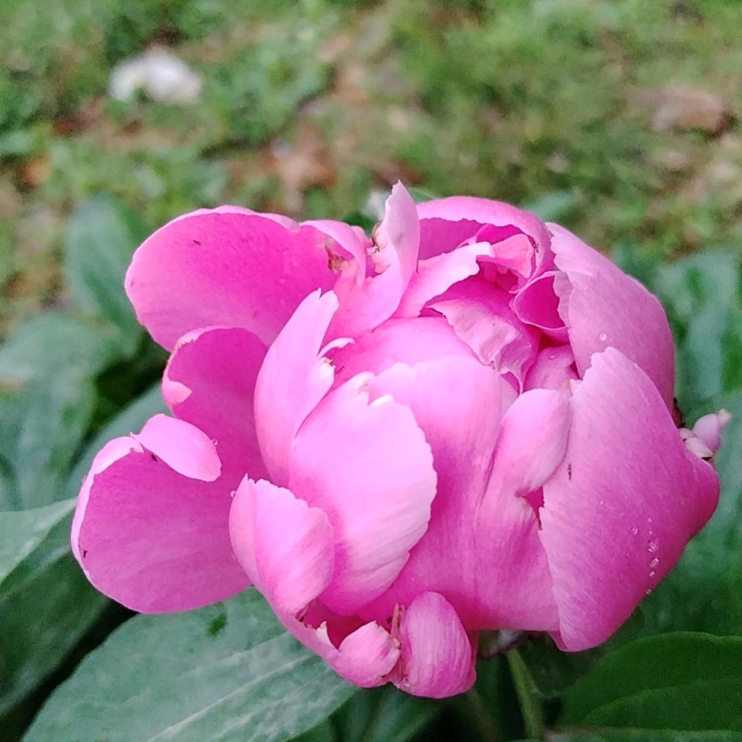 鹊桥相会没有牛