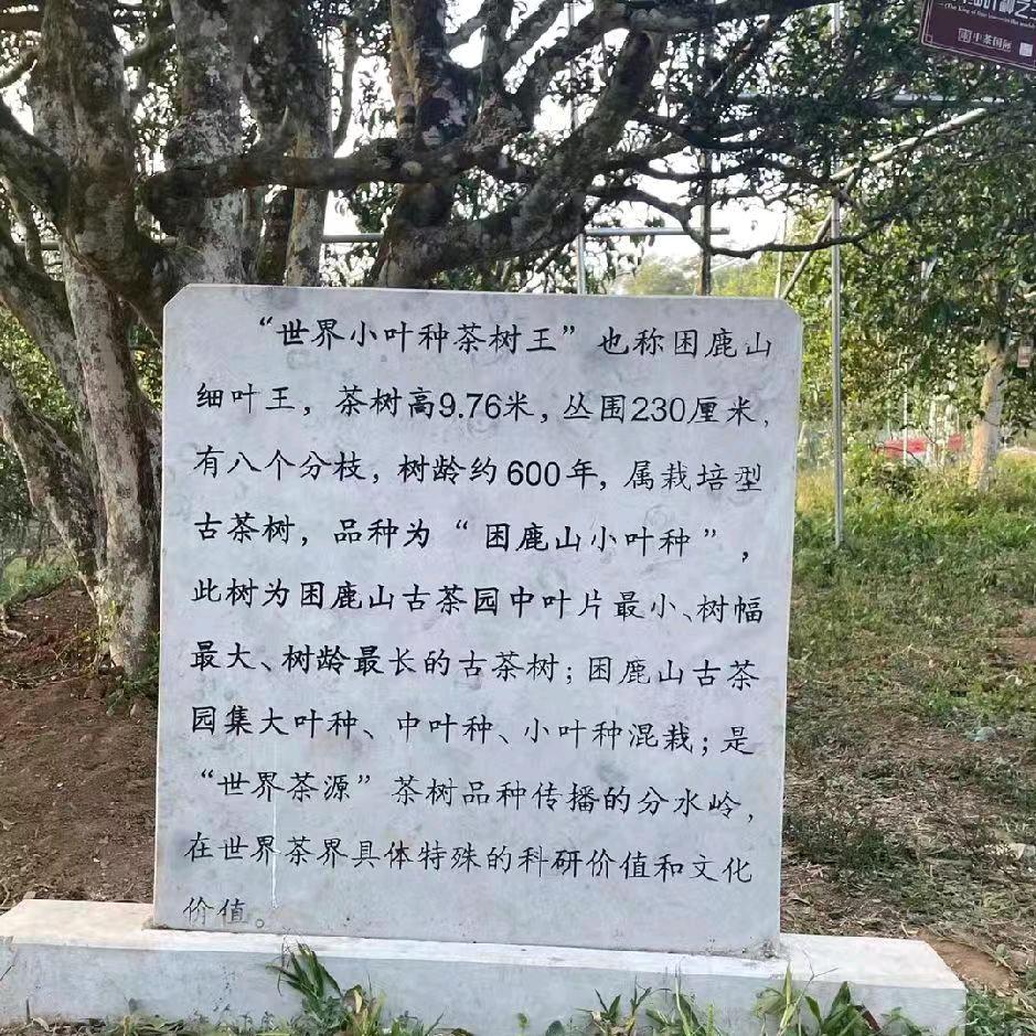 阿卯