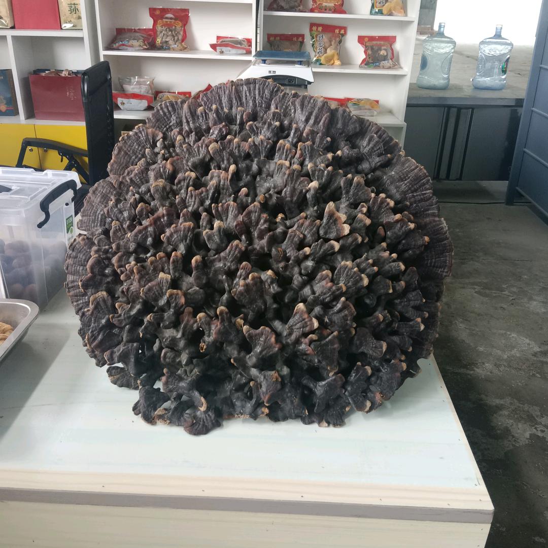 窦