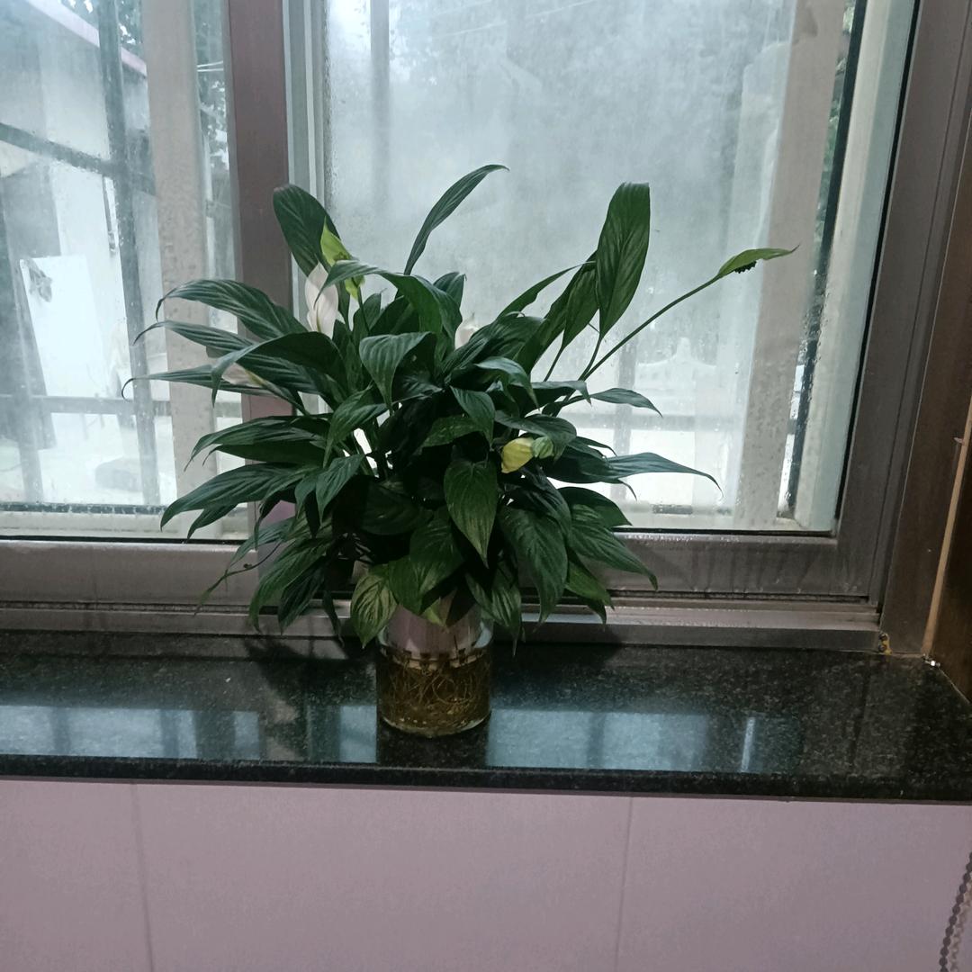 青云直上