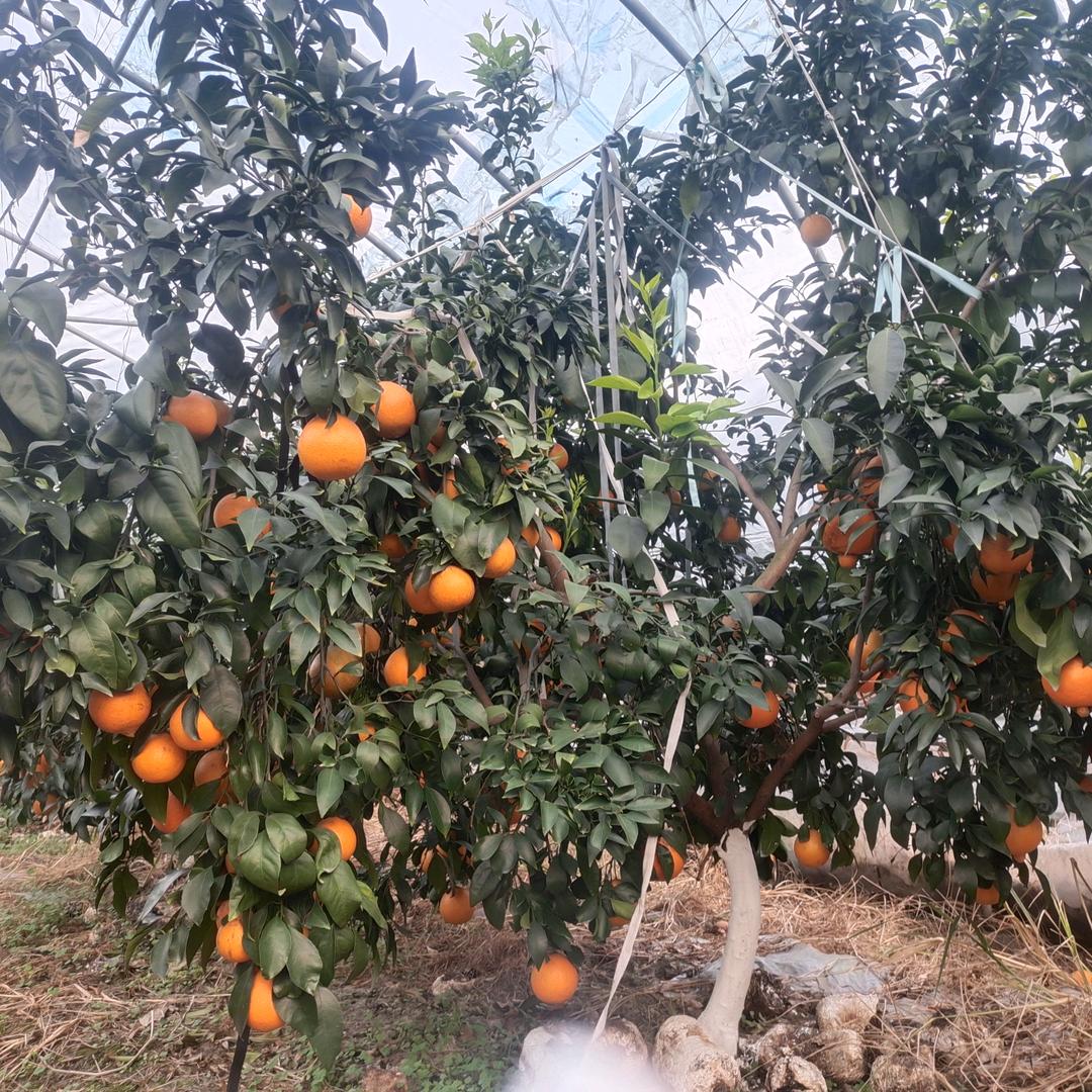 温州兜果果农业