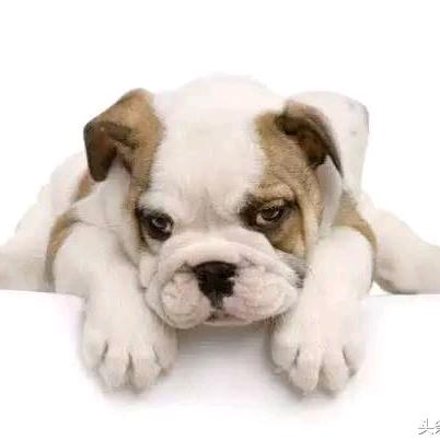 宠物托运专车运输咨询