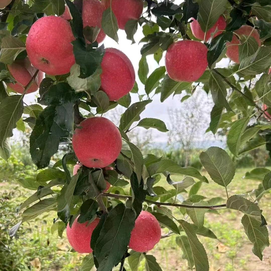 富县牛武农夫水果特产店