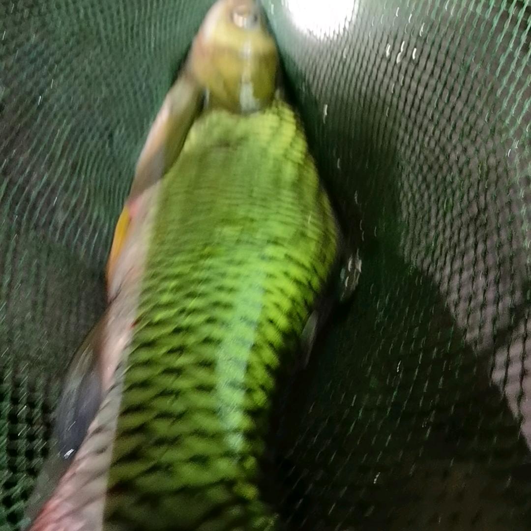 🐲飞龙在天🐲