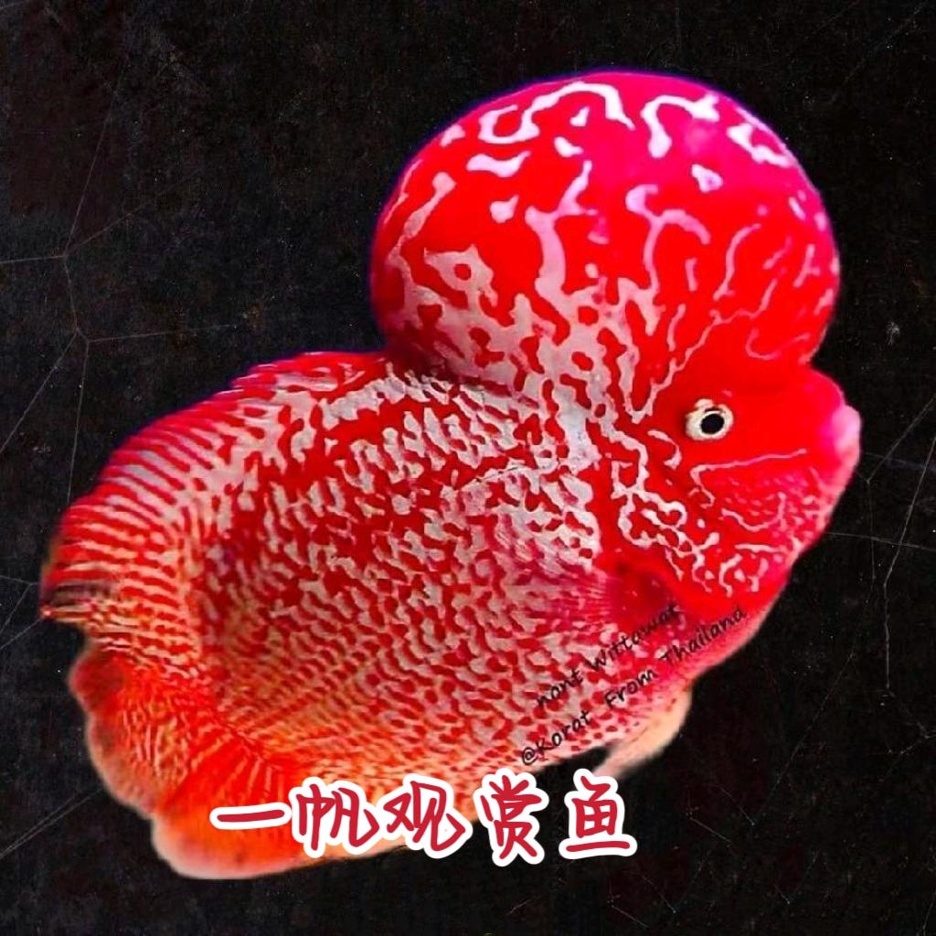 一帆观赏鱼