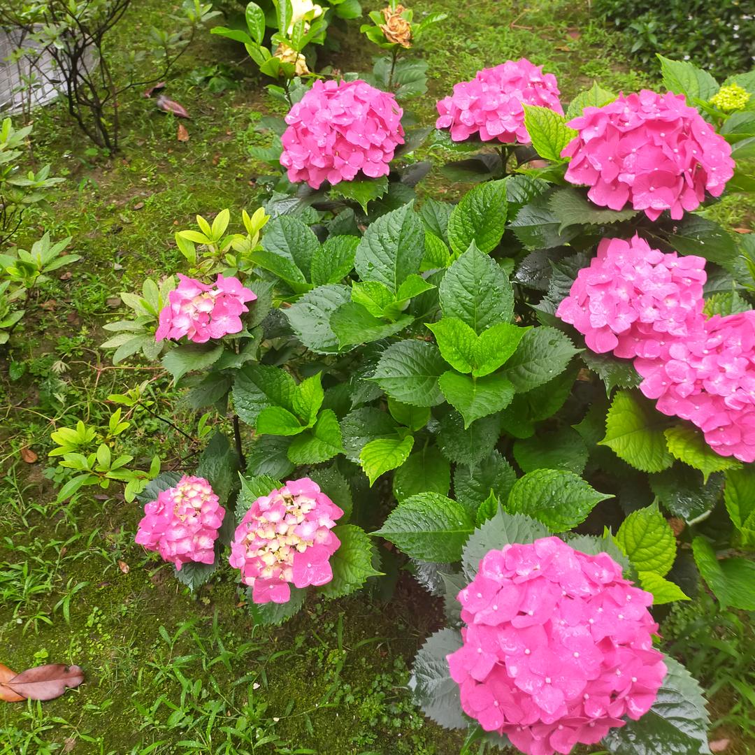 容情蜜意
