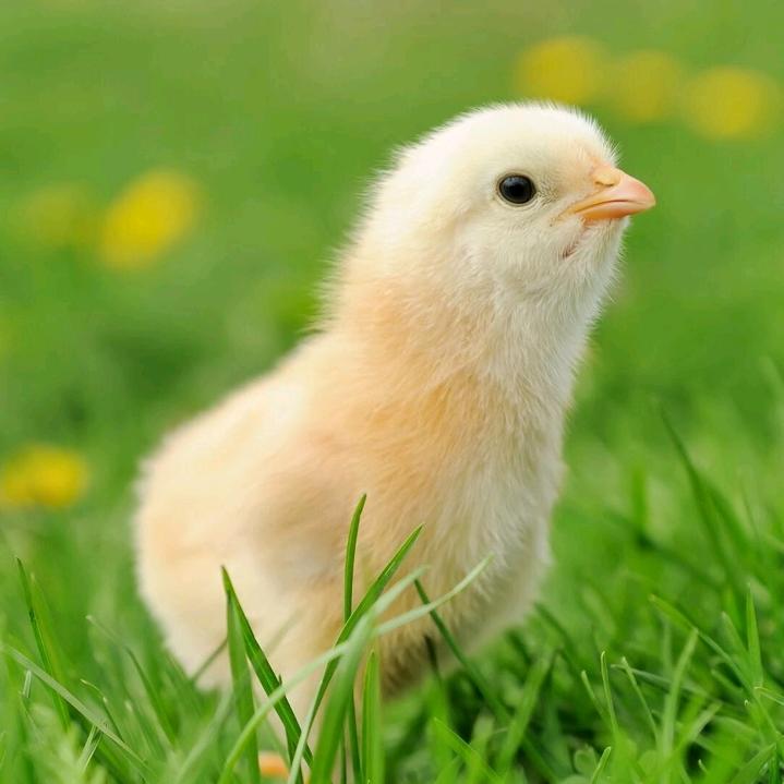 伤不起