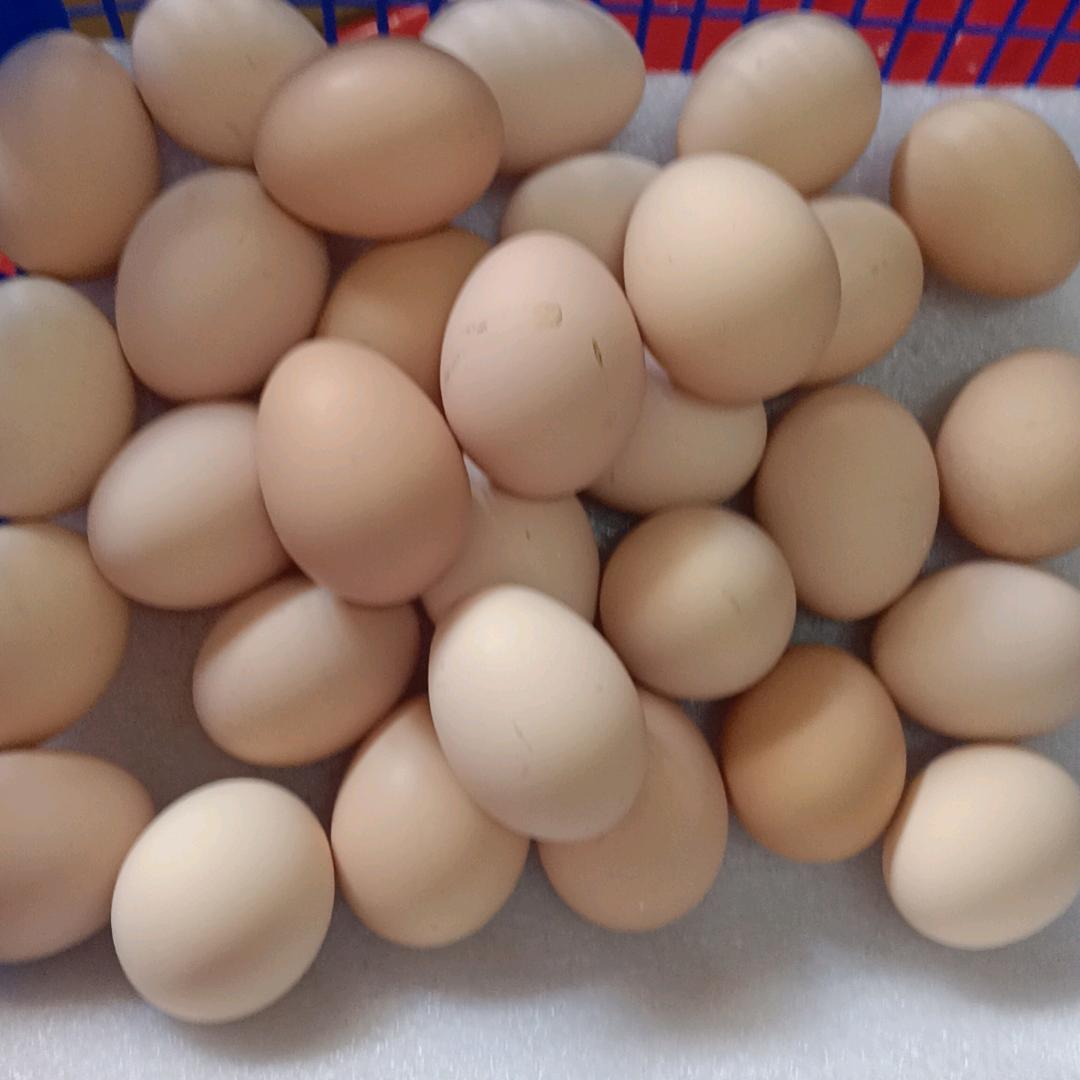 庐江县庐城镇黄家姐妹鸡蛋经营部