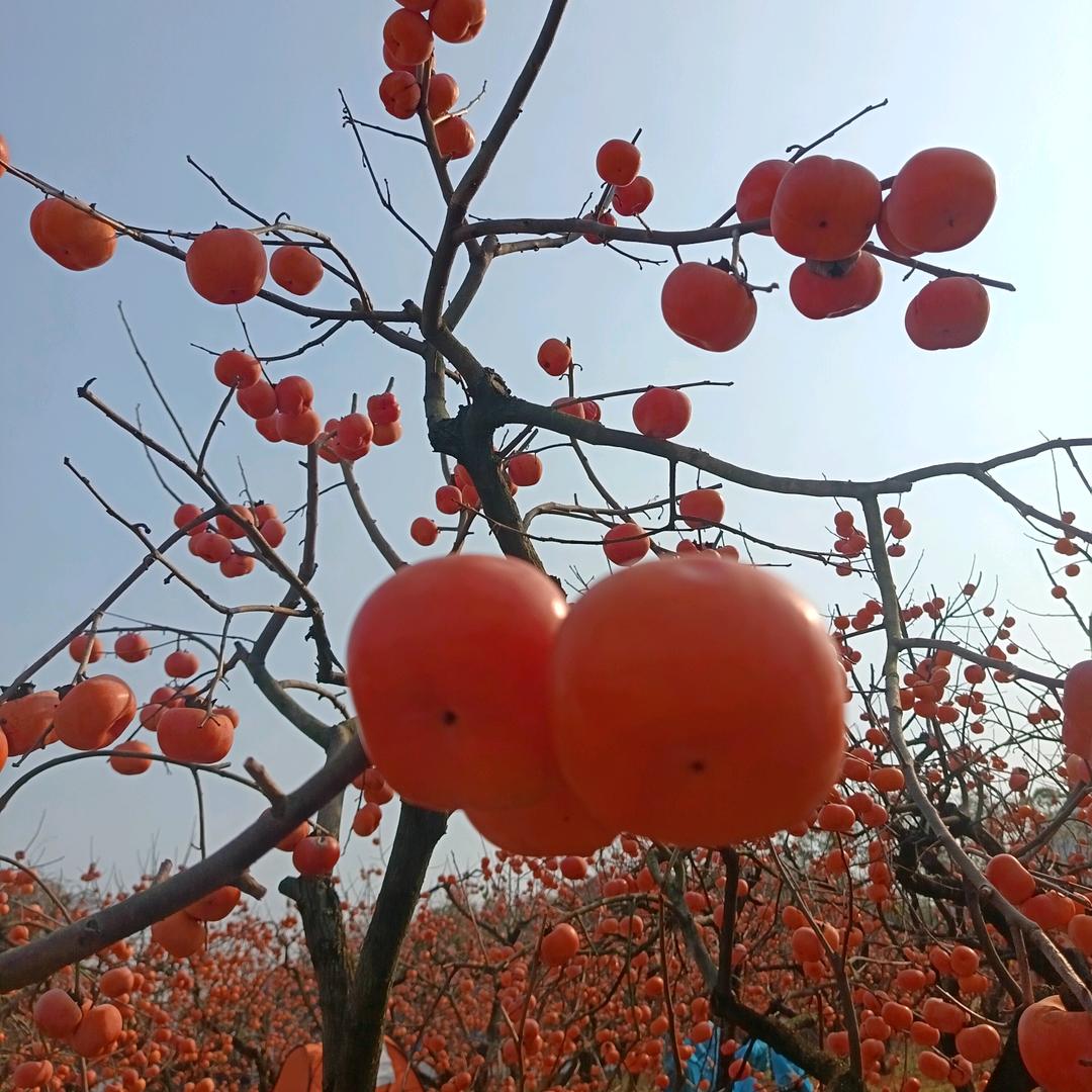 繁荣富强