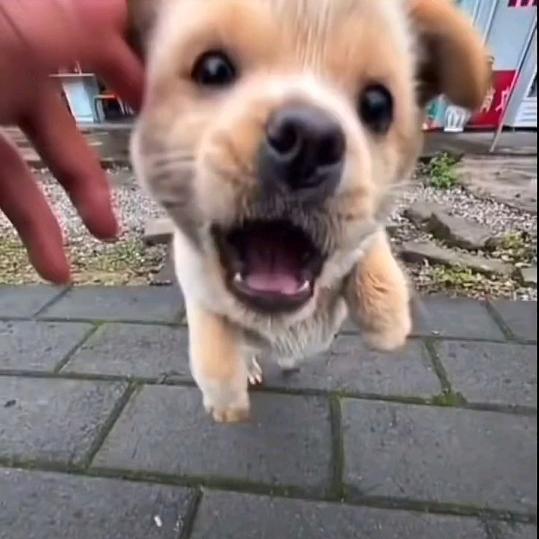 肆