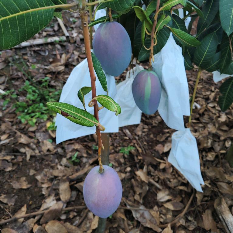 聂哥不睡觉🥭