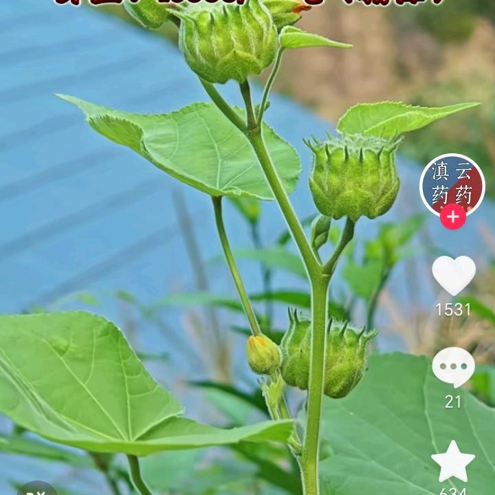 王念