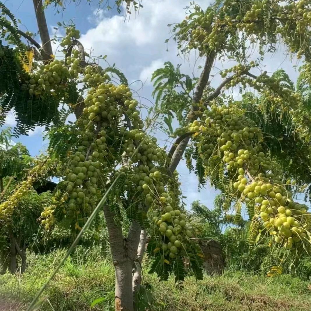 西双版纳各种果水果苗批发
