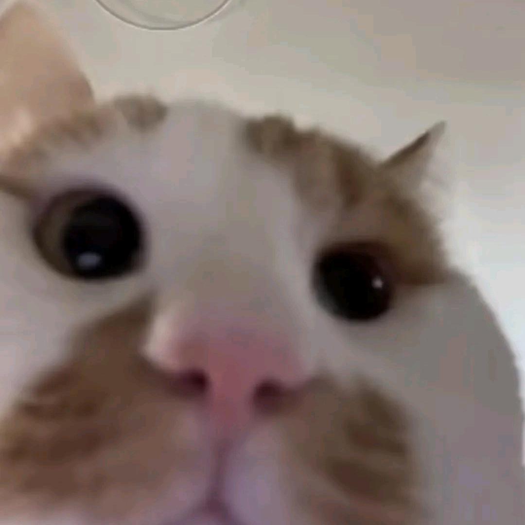 坏猫猫