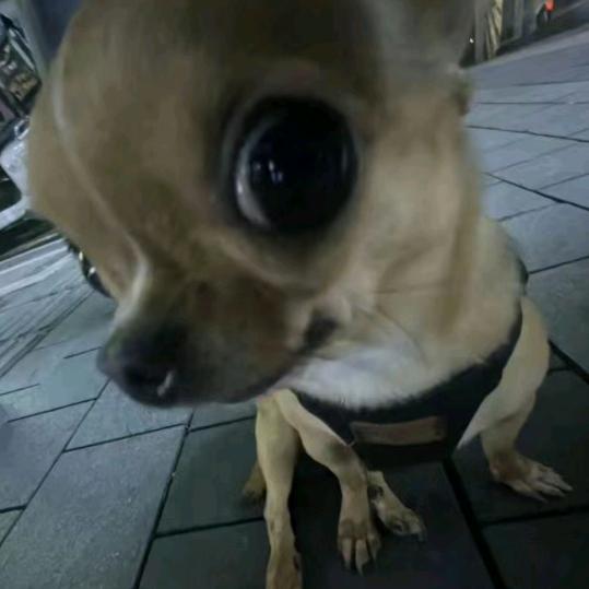 拼搏