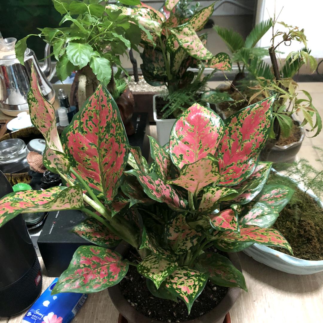 春暖花开奔你而去
