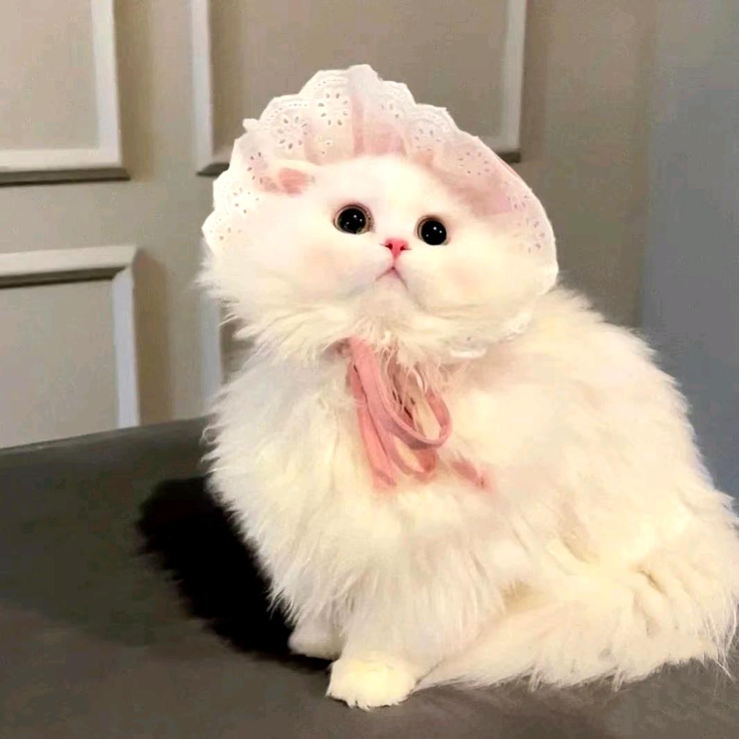 铭鑫宠汇🐱