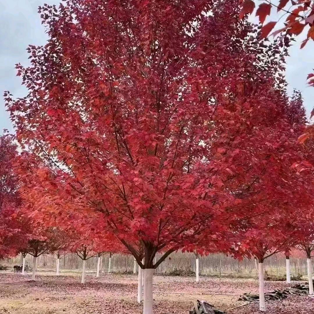 山东临沂盛百绿化（假植苗专供）