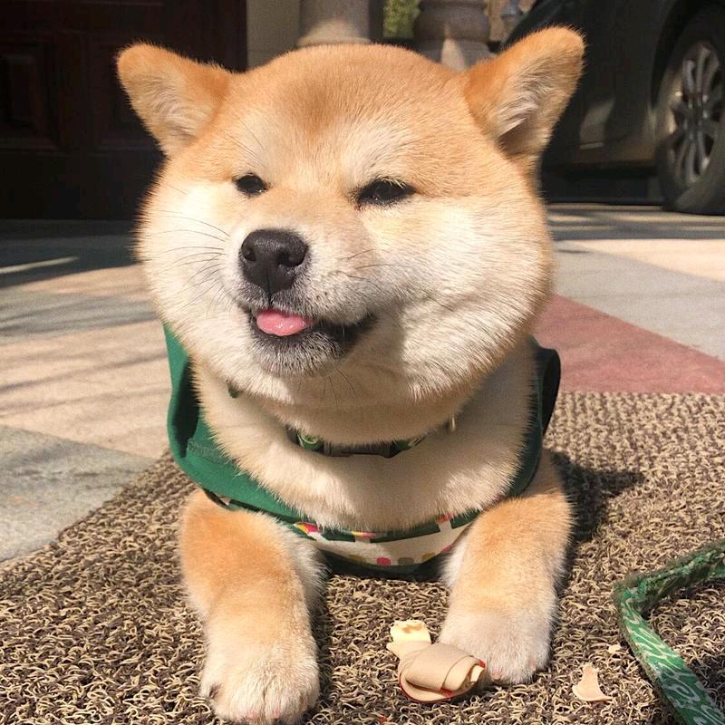 讨厌双马尾🙃