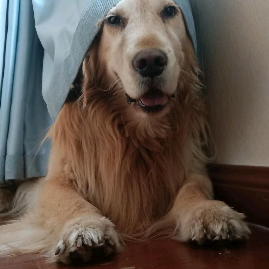 太原吾悦西北狼