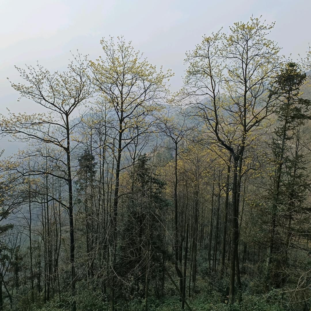 心随意不愿