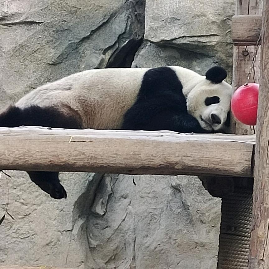 小飞