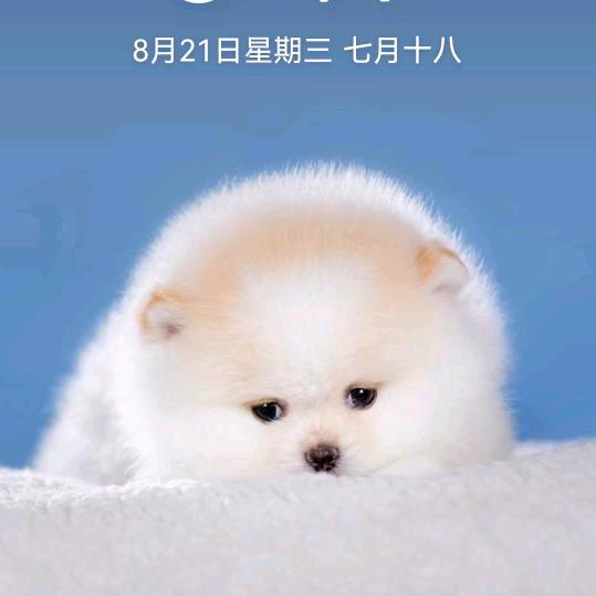 🌸xiouzhen🌸🌹