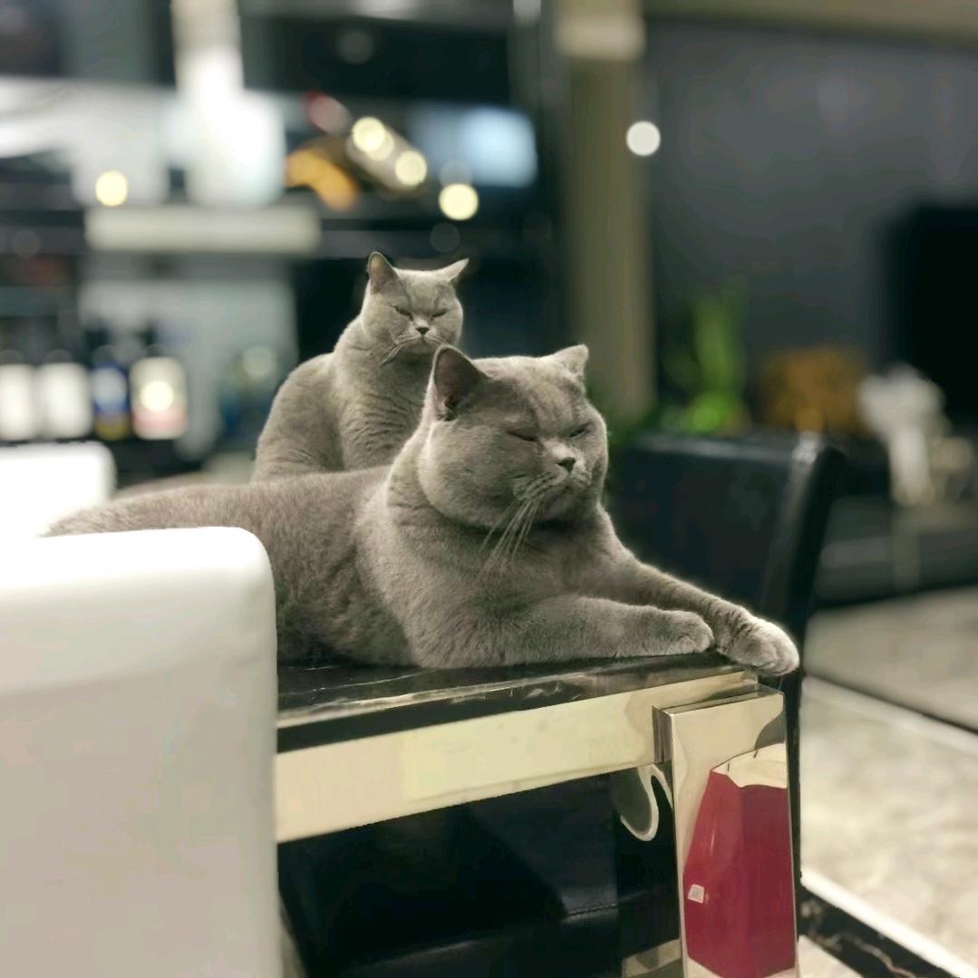 (=^ェ^=)（湛齐羽毛球馆）