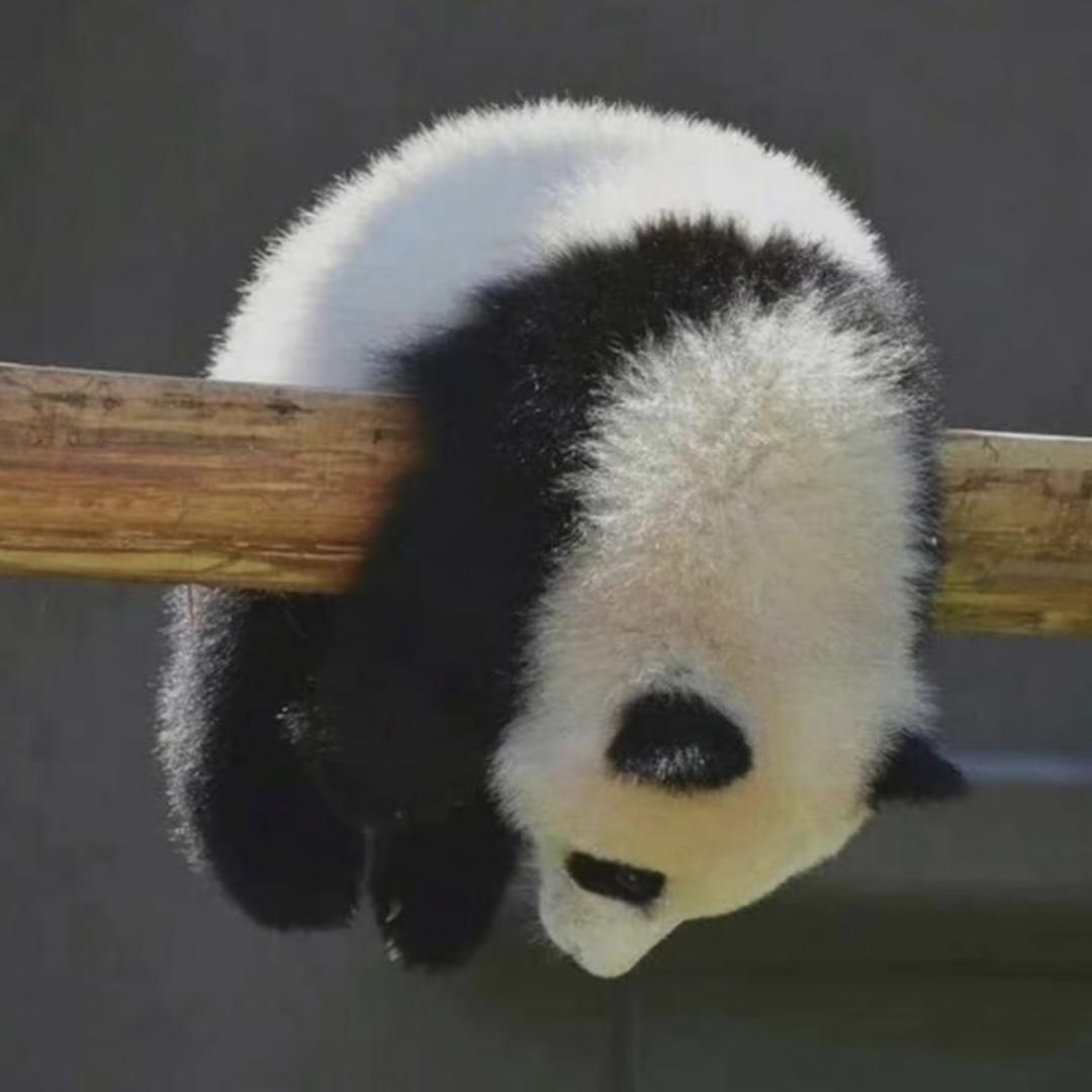 小腿一蹬，与世无争。