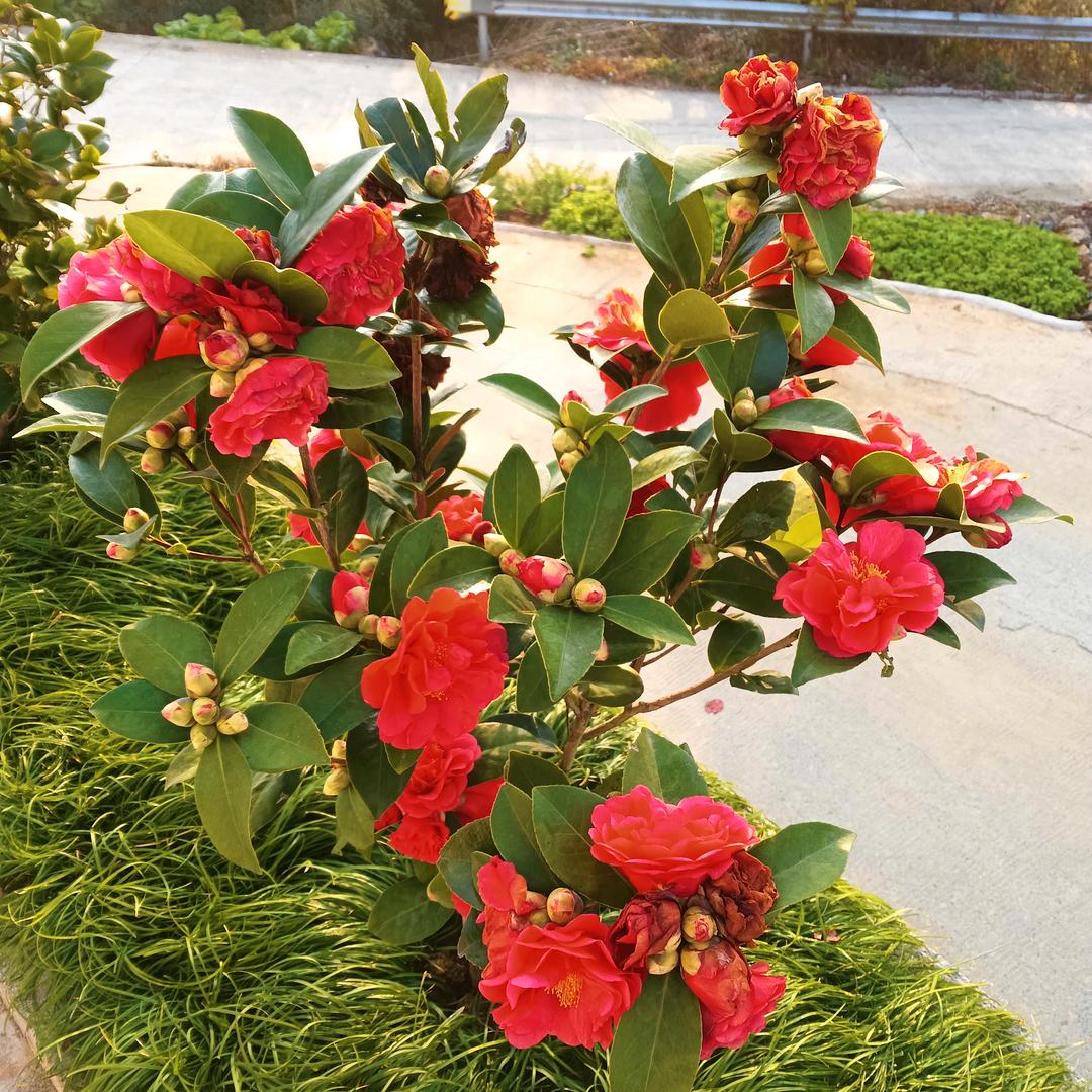 真诚合作，赢天下