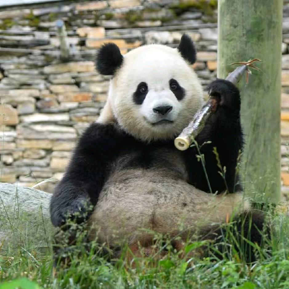 酷咖啡（熊猫小奇迹）