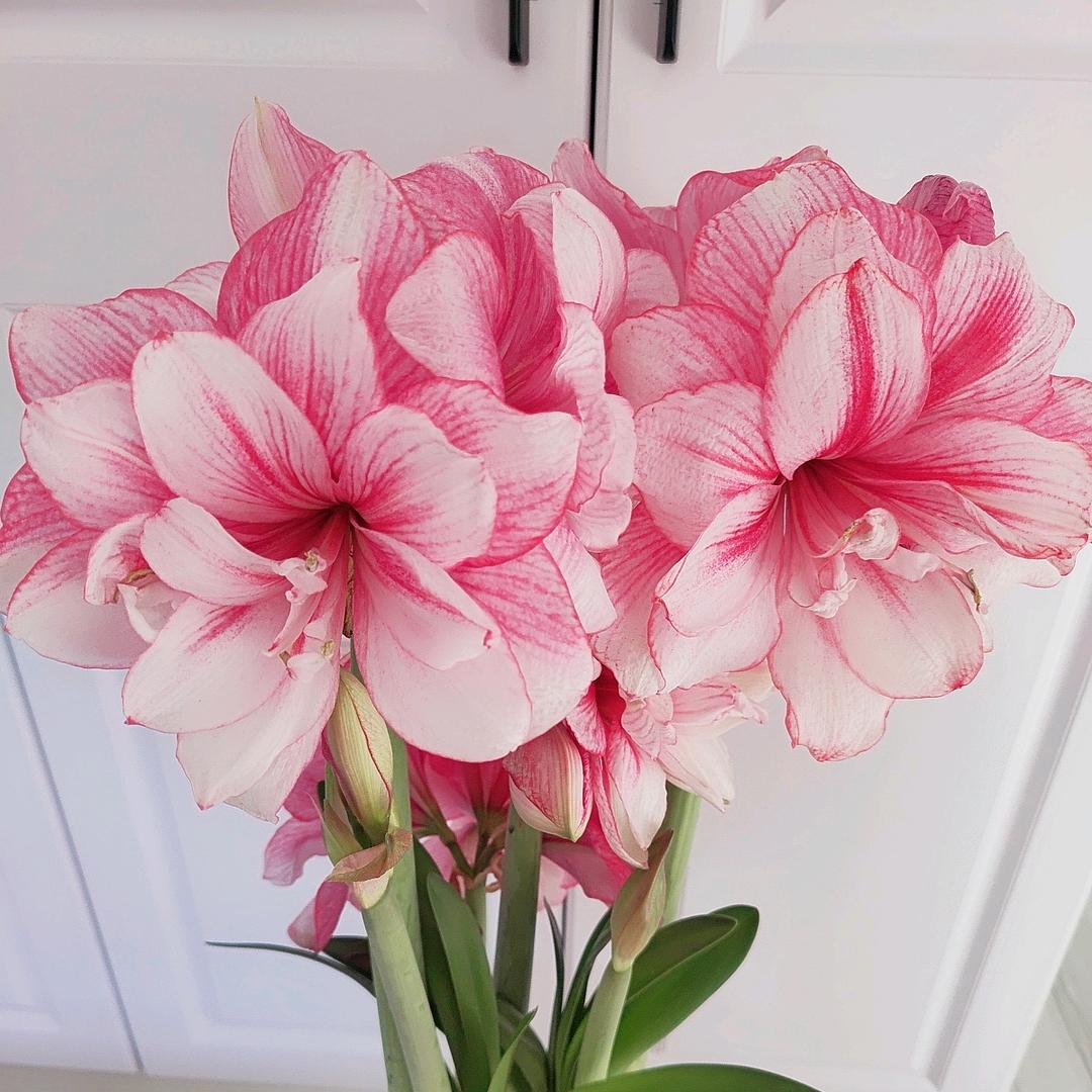 往事如烟🌻~🌺