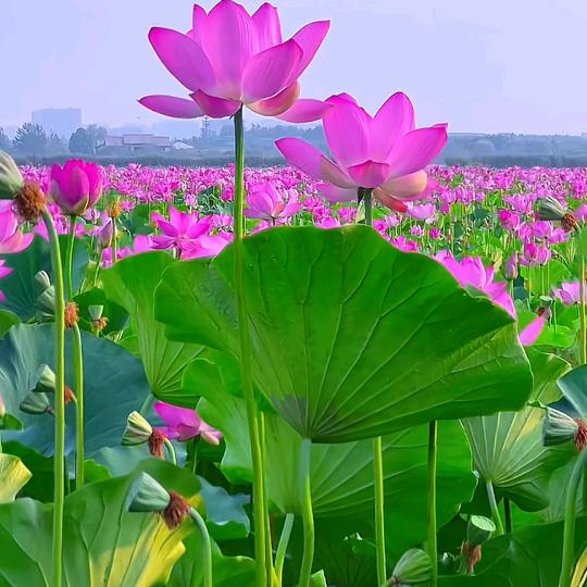 农姐创业