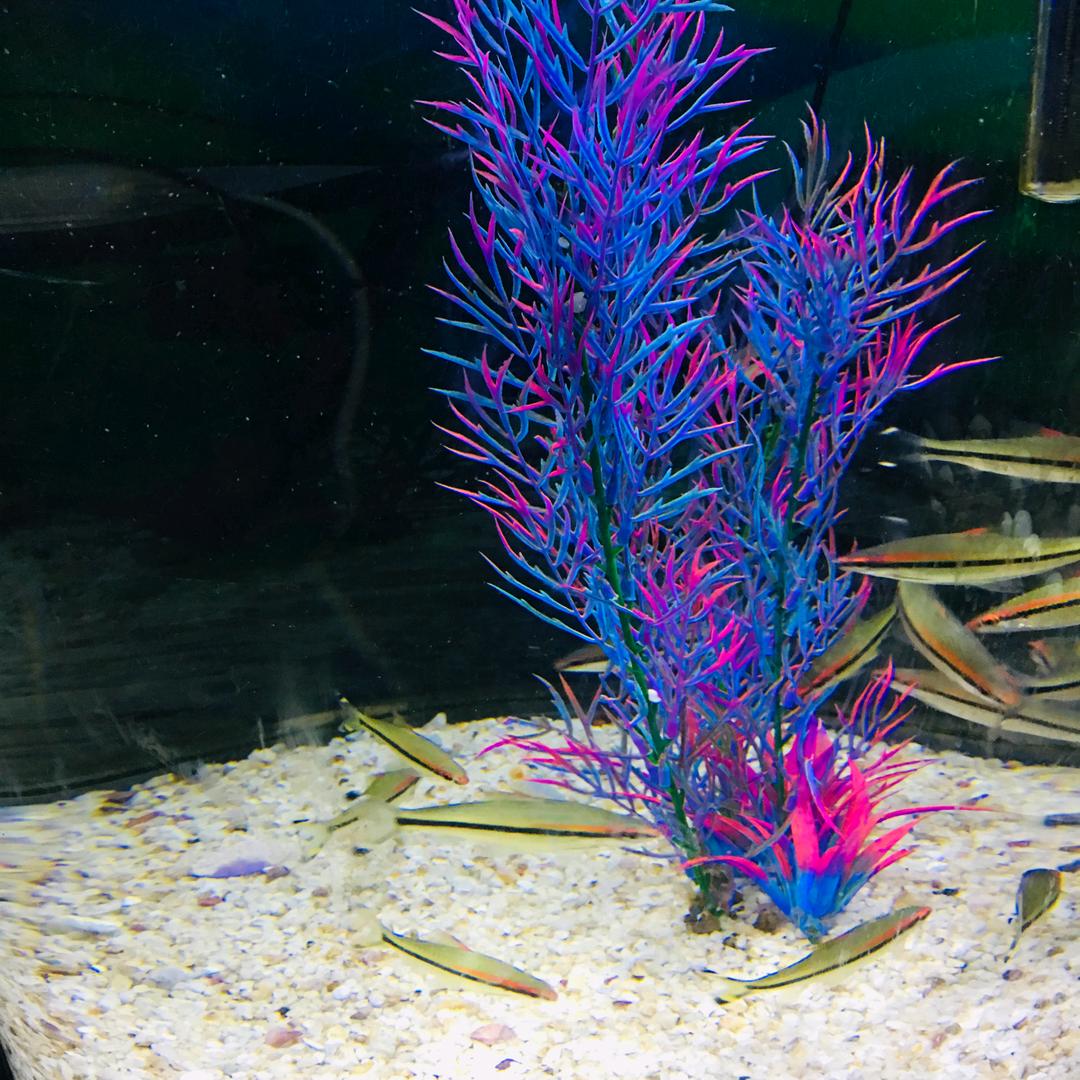 青荷