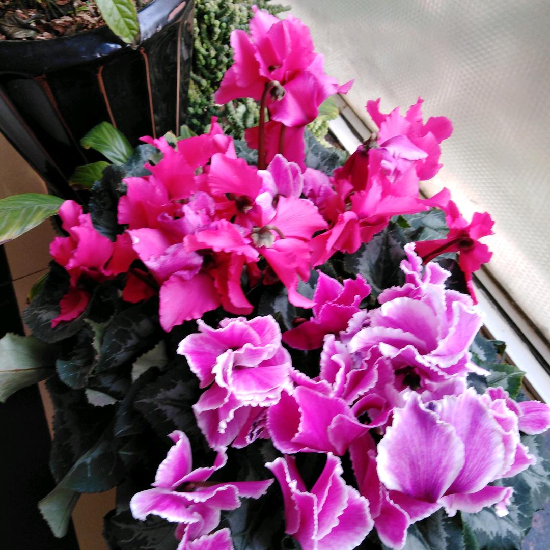 P花