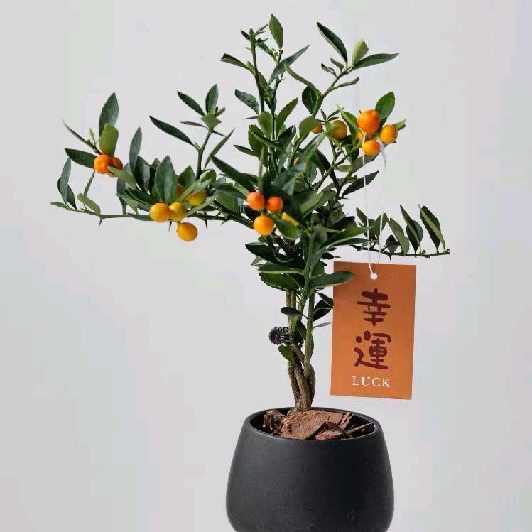 竟花开盆栽园艺