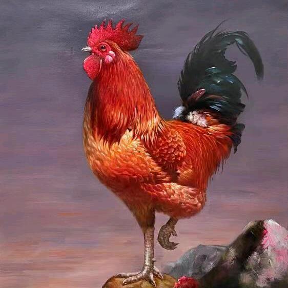 🐔养鸡人小王