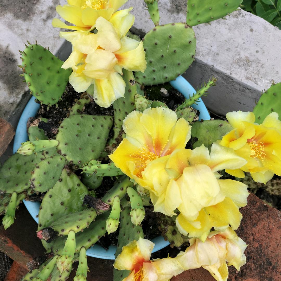 柳暗花明