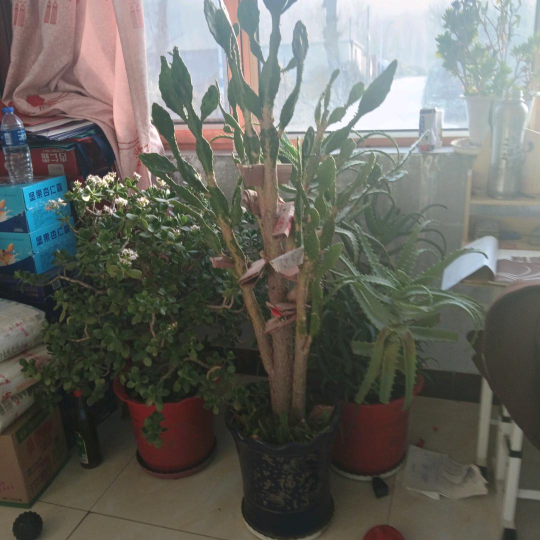 广交朋友马得长