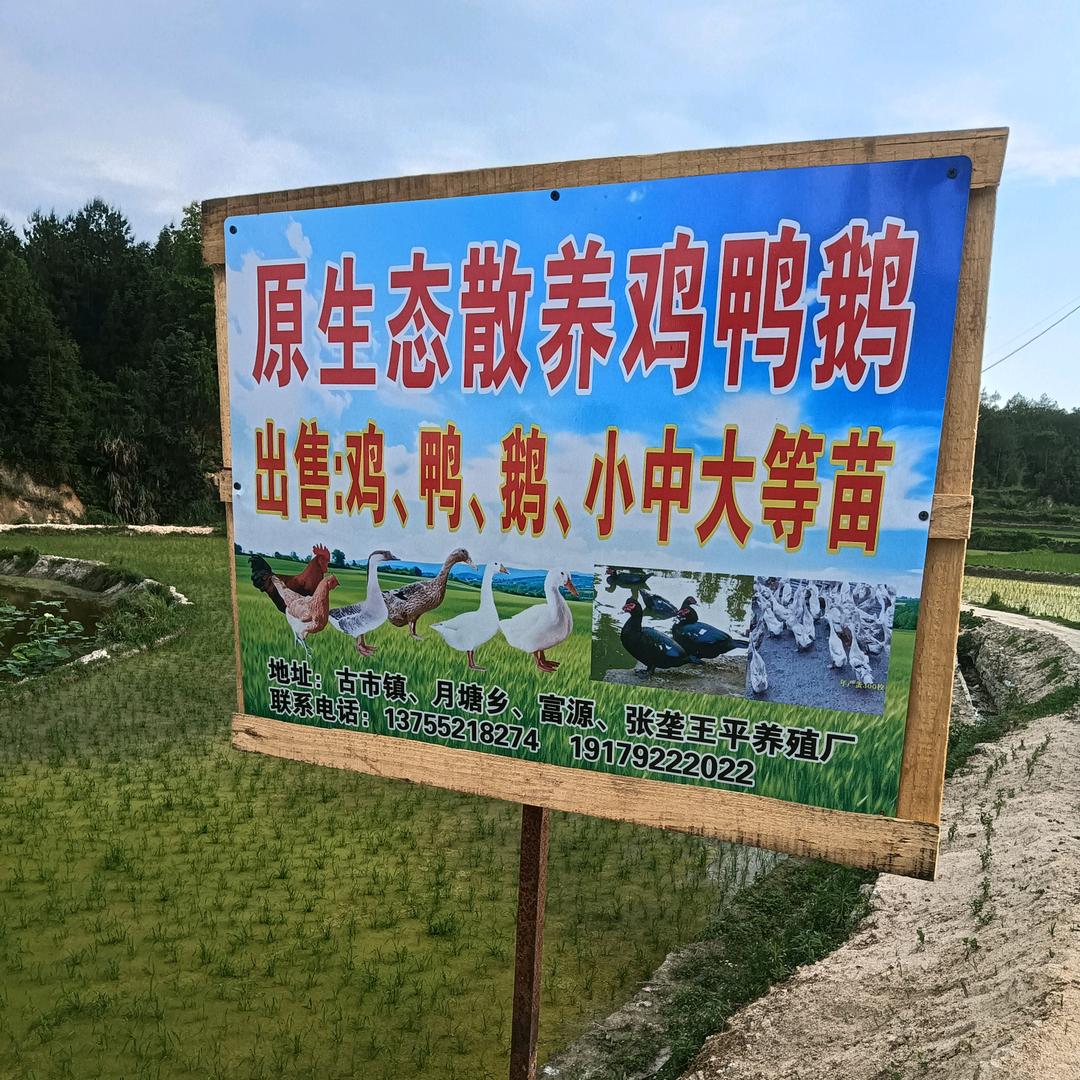 王平：鸡、鸭、鹅养殖场