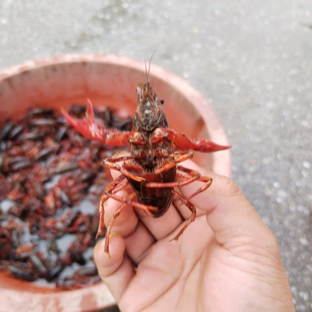 小龙虾批发零售