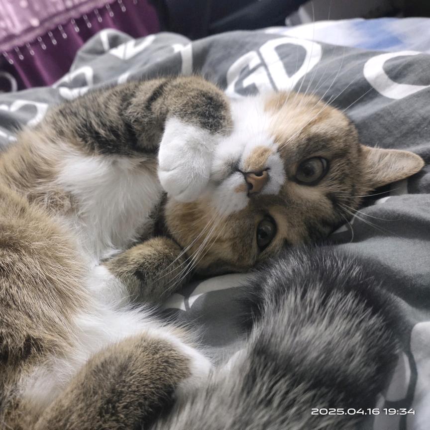 一人一猫