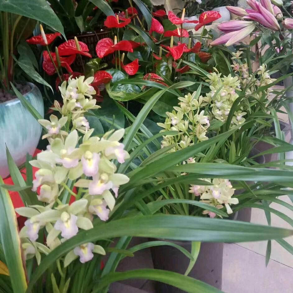 ：兰花