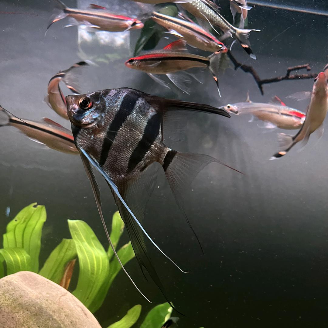 爱养鱼的王小鸡